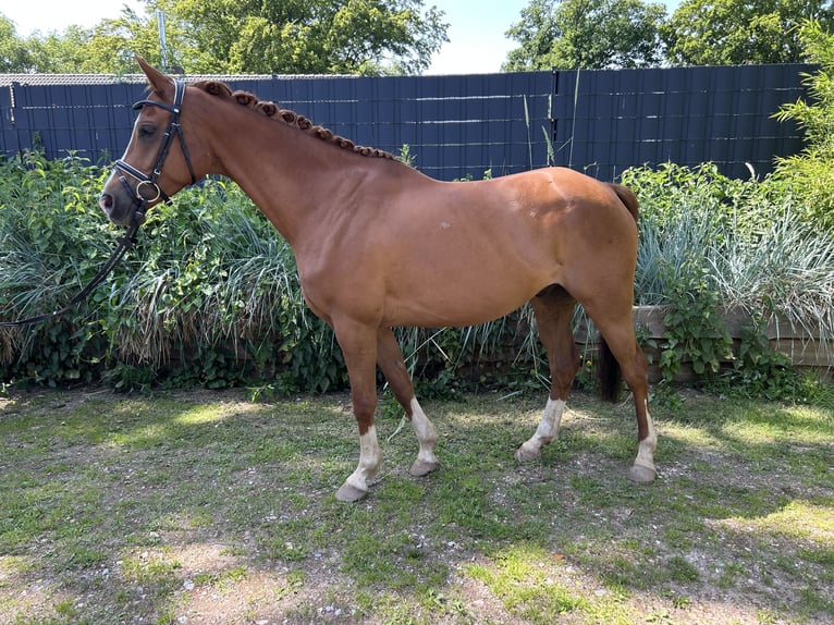Trakehner Wallach 7 Jahre 160 cm Fuchs in Arpsdorf