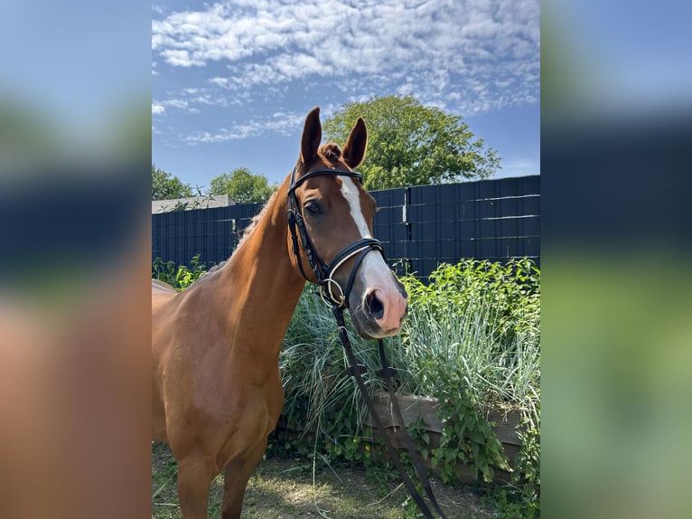 Trakehner Wallach 7 Jahre 160 cm Fuchs in Arpsdorf