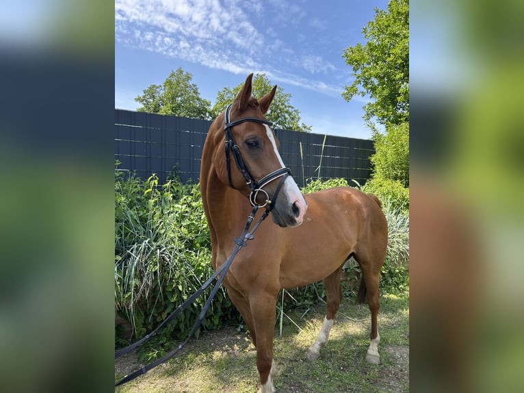 Trakehner Wallach 7 Jahre 160 cm Fuchs in Arpsdorf