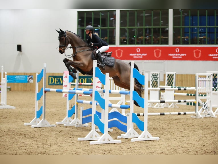 Trakehner Wallach 7 Jahre 163 cm Brauner in Wedel