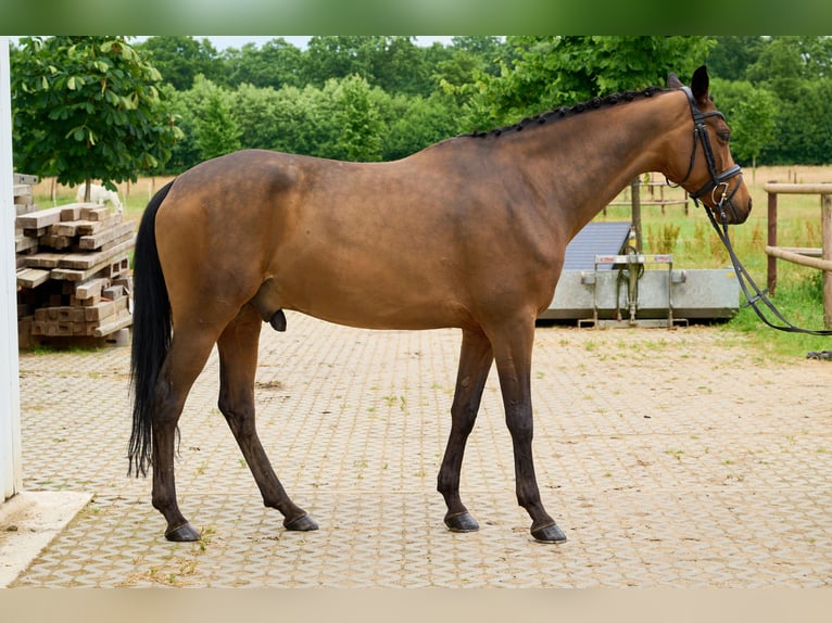 Trakehner Wallach 7 Jahre 163 cm Brauner in Wedel