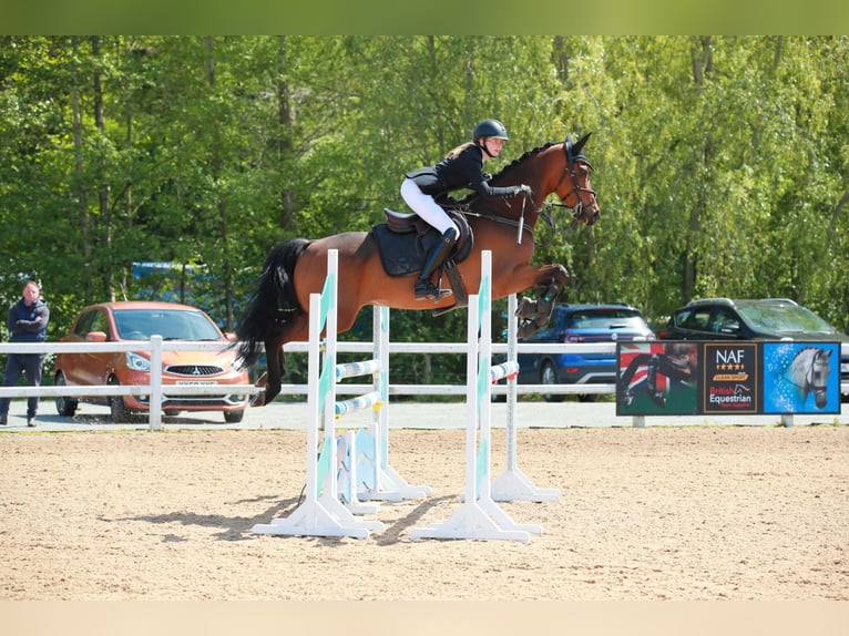 Trakehner Wallach 7 Jahre 163 cm Brauner in Wedel
