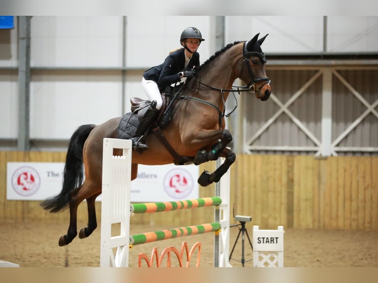 Trakehner Wallach 7 Jahre 163 cm Brauner in Wedel