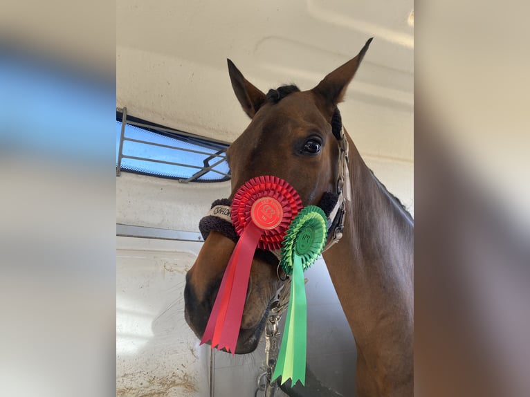 Trakehner Wallach 7 Jahre 163 cm Brauner in Wedel