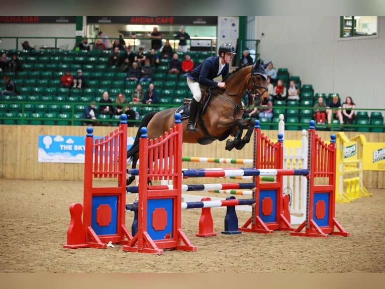 Trakehner Wallach 7 Jahre 163 cm Brauner in Wedel