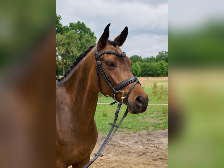 Trakehner Wallach 7 Jahre 163 cm Brauner in Wedel