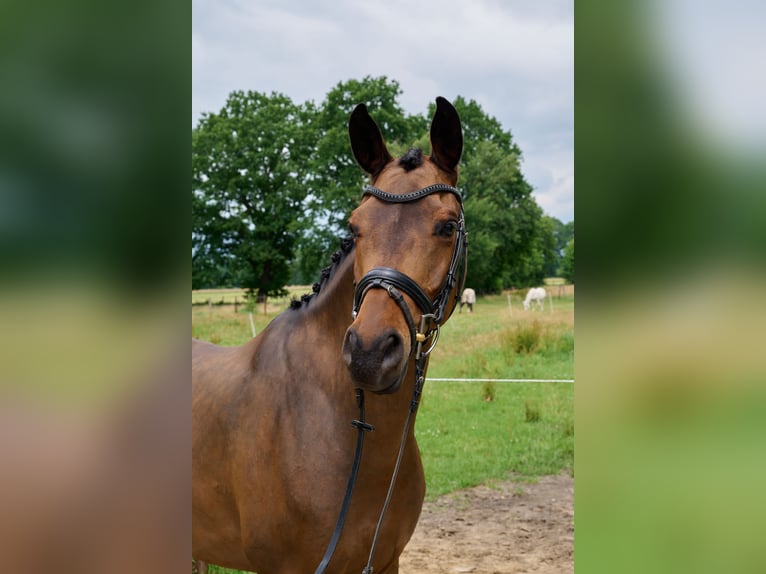 Trakehner Wallach 7 Jahre 163 cm Brauner in Wedel