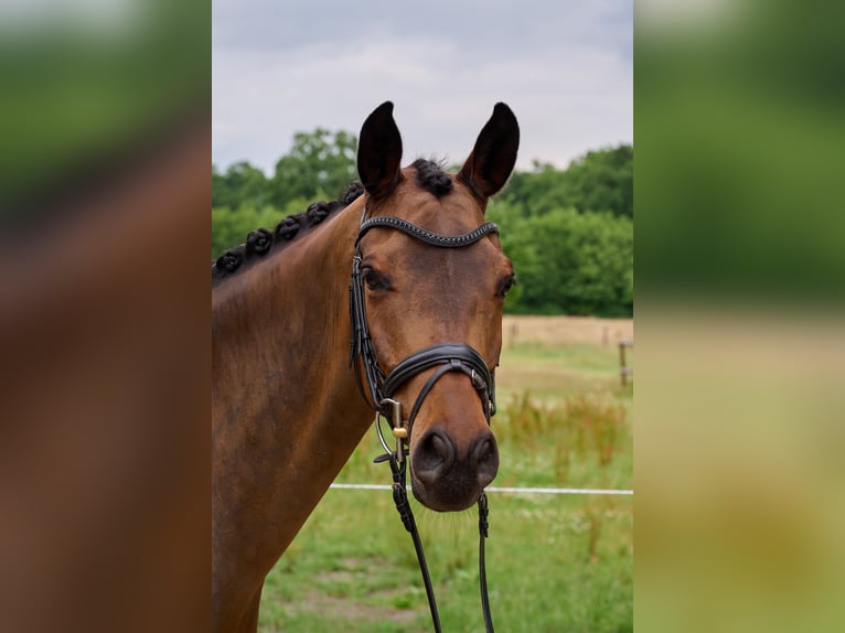 Trakehner Wallach 7 Jahre 163 cm Brauner in Wedel