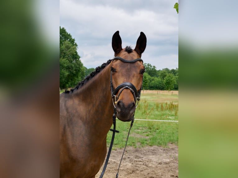Trakehner Wallach 7 Jahre 163 cm Brauner in Wedel