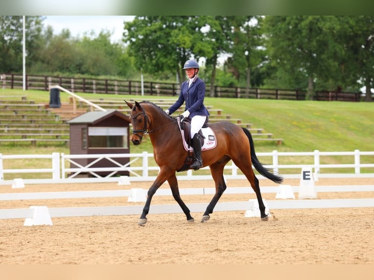 Trakehner Wallach 7 Jahre 163 cm Brauner in Wedel