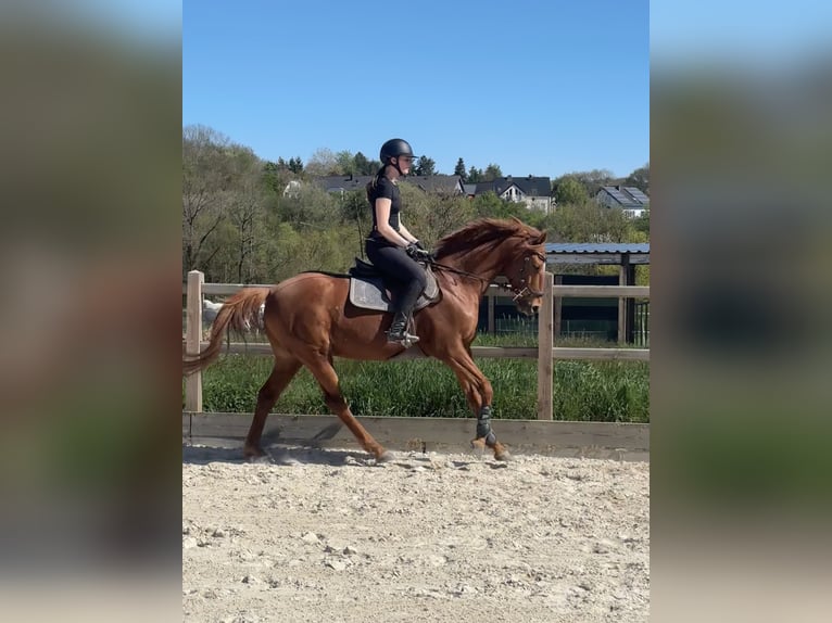 Trakehner Wallach 7 Jahre 163 cm Fuchs in Messerich