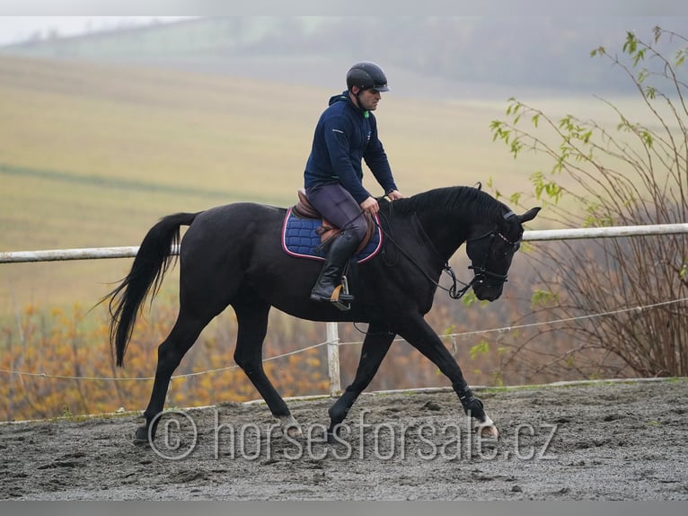 Trakehner Wallach 7 Jahre 163 cm Rappe in Region Brno