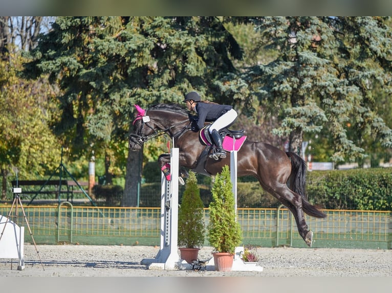 Trakehner Wallach 7 Jahre 163 cm Rappe in Sch&#xF6;nau im M&#xFC;hlkreis