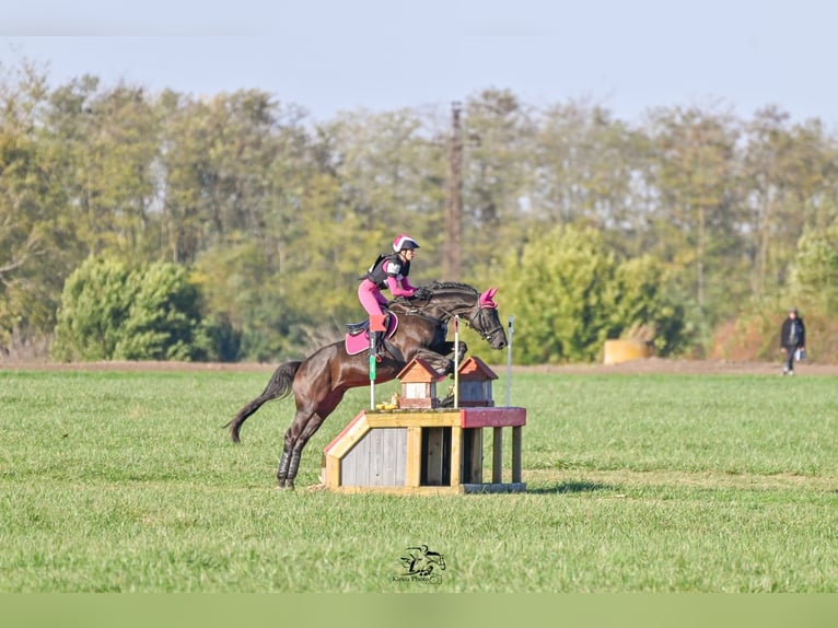 Trakehner Wallach 7 Jahre 163 cm Rappe in Sch&#xF6;nau im M&#xFC;hlkreis