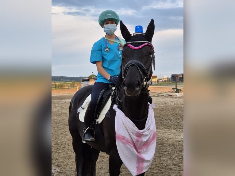 Trakehner Wallach 7 Jahre 163 cm Rappe in Sch&#xF6;nau im M&#xFC;hlkreis