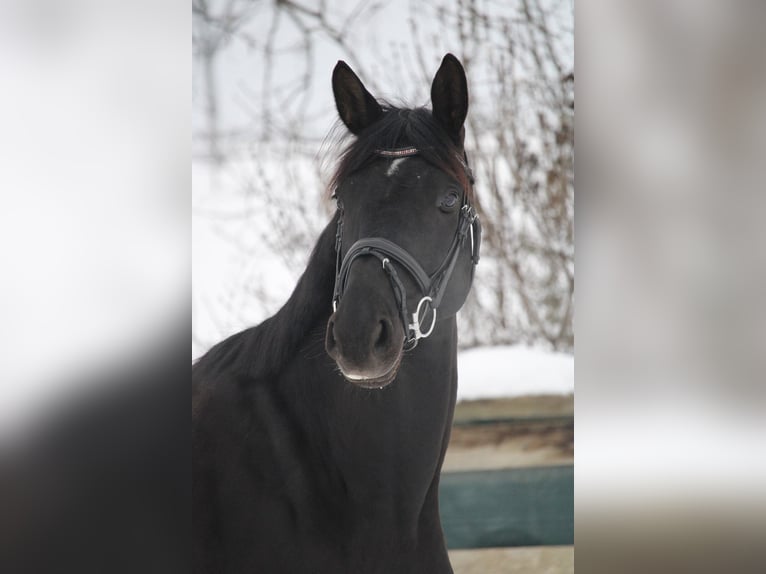 Trakehner Wallach 7 Jahre 163 cm Rappe in Sch&#xF6;nau im M&#xFC;hlkreis