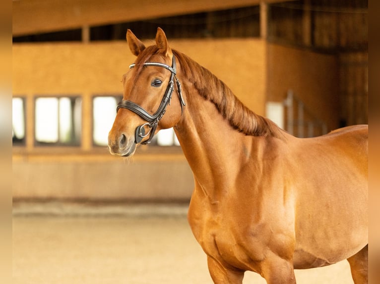 Trakehner Wallach 7 Jahre 164 cm Fuchs in Wurmberg