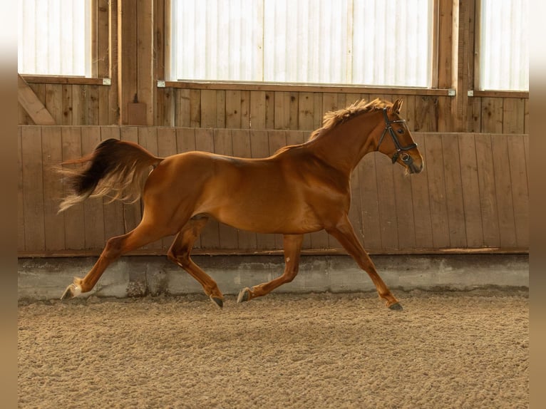 Trakehner Wallach 7 Jahre 164 cm Fuchs in Wurmberg