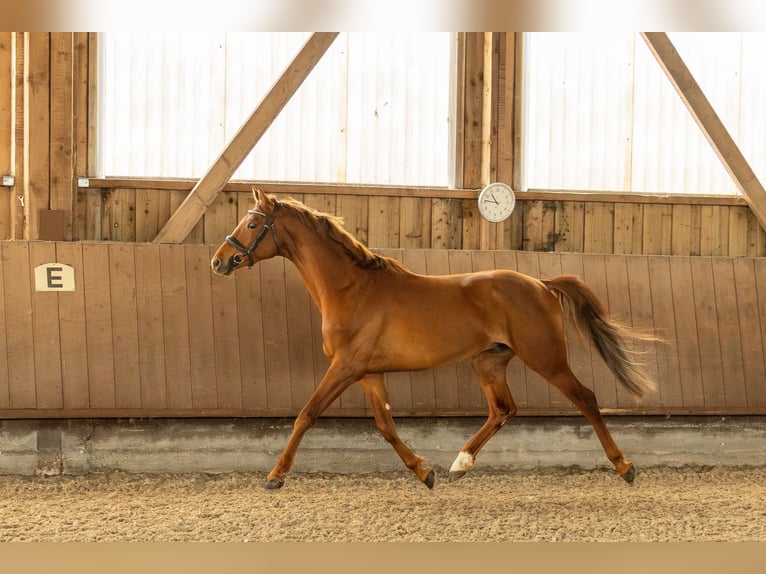 Trakehner Wallach 7 Jahre 164 cm Fuchs in Wurmberg