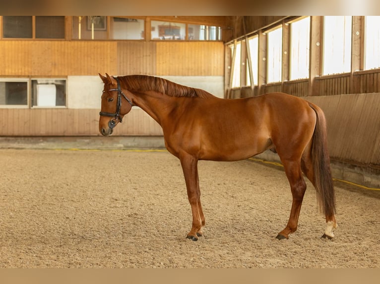 Trakehner Wallach 7 Jahre 164 cm Fuchs in Wurmberg