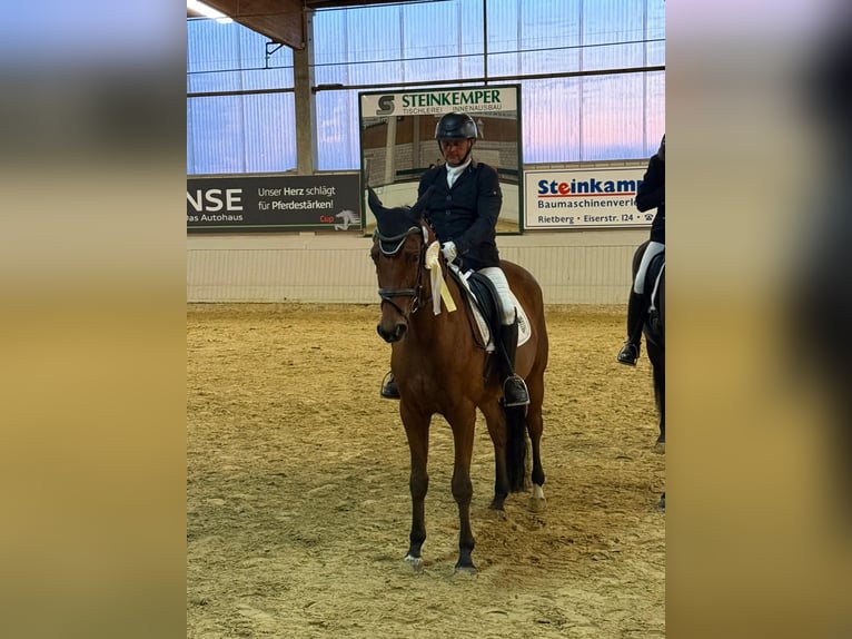 Trakehner Wallach 7 Jahre 165 cm Brauner in Wadersloh