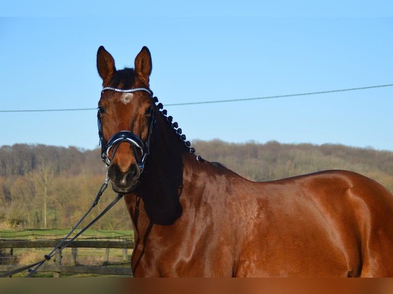 Trakehner Wallach 7 Jahre 165 cm Brauner in Wadersloh