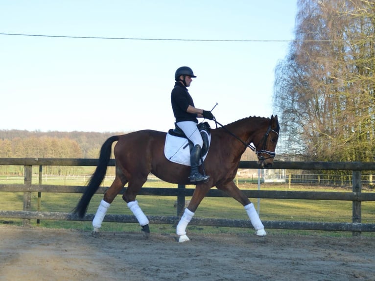 Trakehner Wallach 7 Jahre 165 cm Brauner in Wadersloh