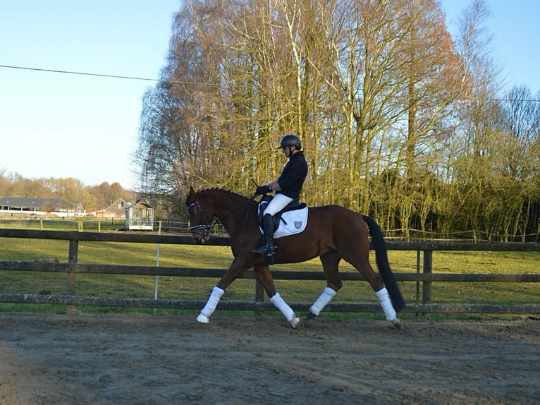 Trakehner Wallach 7 Jahre 165 cm Brauner in Wadersloh