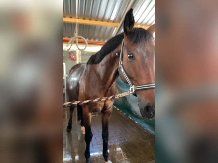 Trakehner Wallach 7 Jahre 165 cm Dunkelbrauner in L&#xF6;hnberger H&#xFC;tte