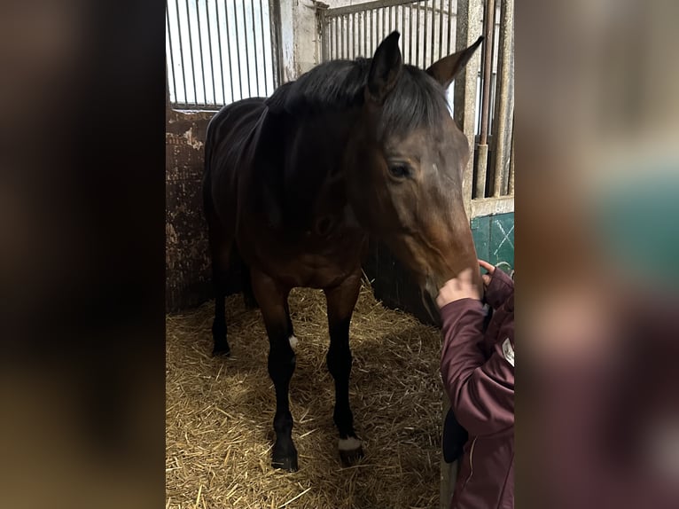 Trakehner Wallach 7 Jahre 165 cm Dunkelbrauner in L&#xF6;hnberger H&#xFC;tte