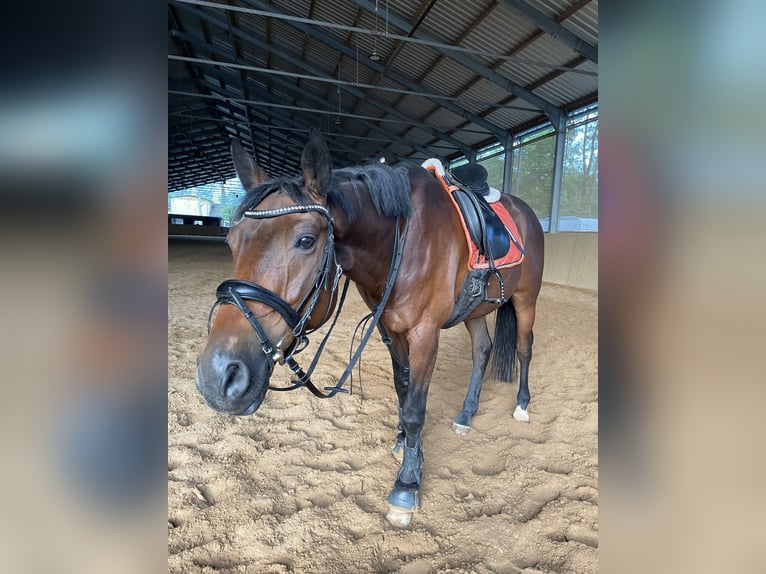 Trakehner Wallach 7 Jahre 165 cm Dunkelbrauner in L&#xF6;hnberger H&#xFC;tte