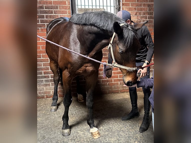 Trakehner Wallach 7 Jahre 165 cm Dunkelbrauner in L&#xF6;hnberger H&#xFC;tte