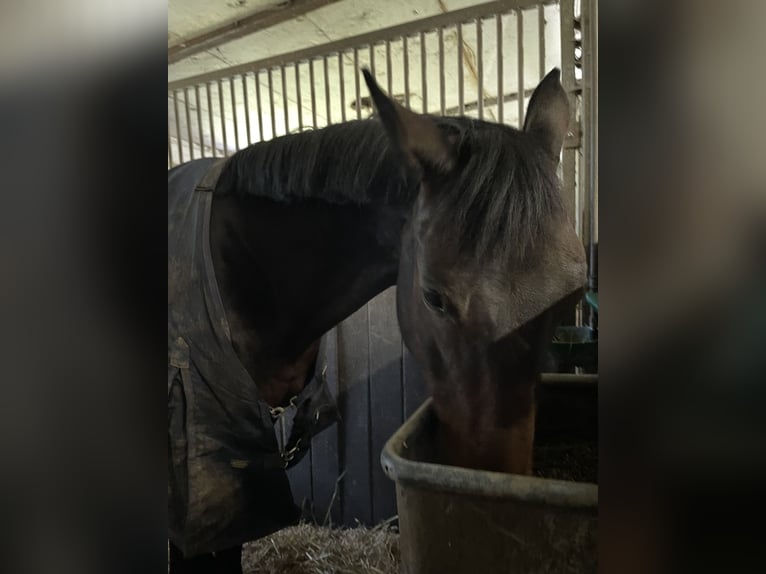 Trakehner Wallach 7 Jahre 165 cm Dunkelbrauner in L&#xF6;hnberger H&#xFC;tte