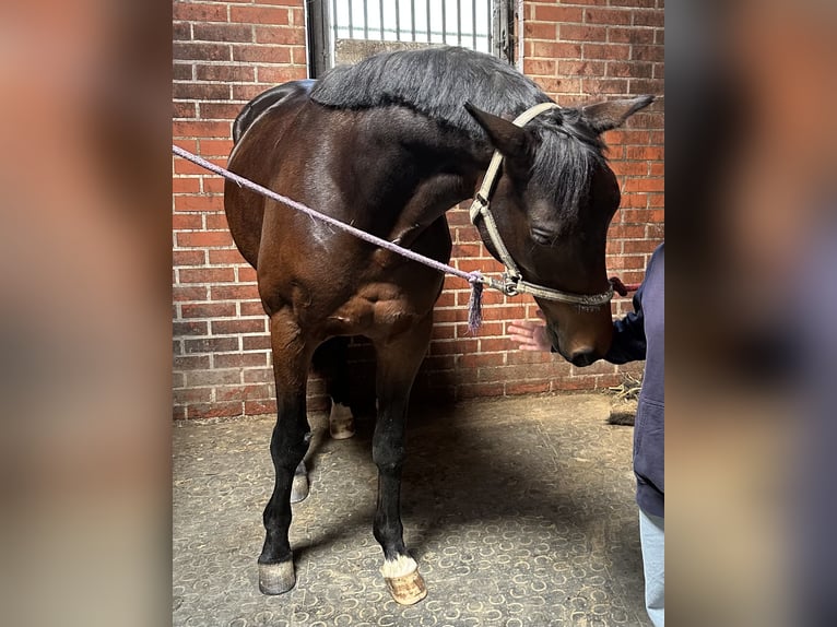 Trakehner Wallach 7 Jahre 165 cm Dunkelbrauner in L&#xF6;hnberger H&#xFC;tte