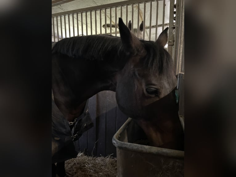 Trakehner Wallach 7 Jahre 165 cm Dunkelbrauner in L&#xF6;hnberger H&#xFC;tte