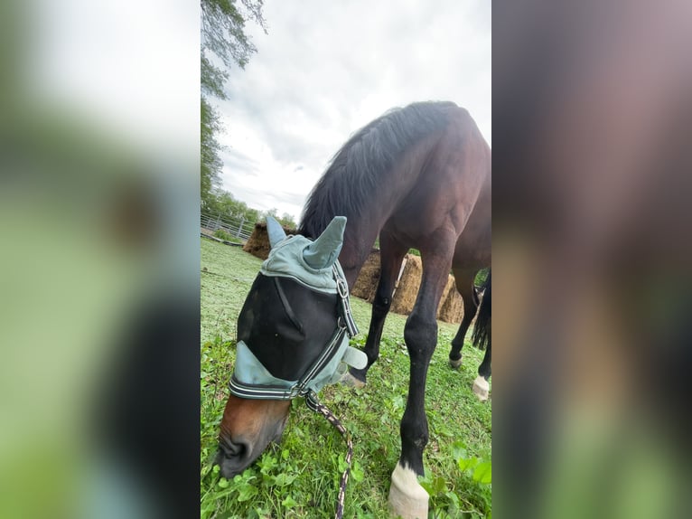 Trakehner Wallach 7 Jahre 165 cm Dunkelbrauner in L&#xF6;hnberger H&#xFC;tte