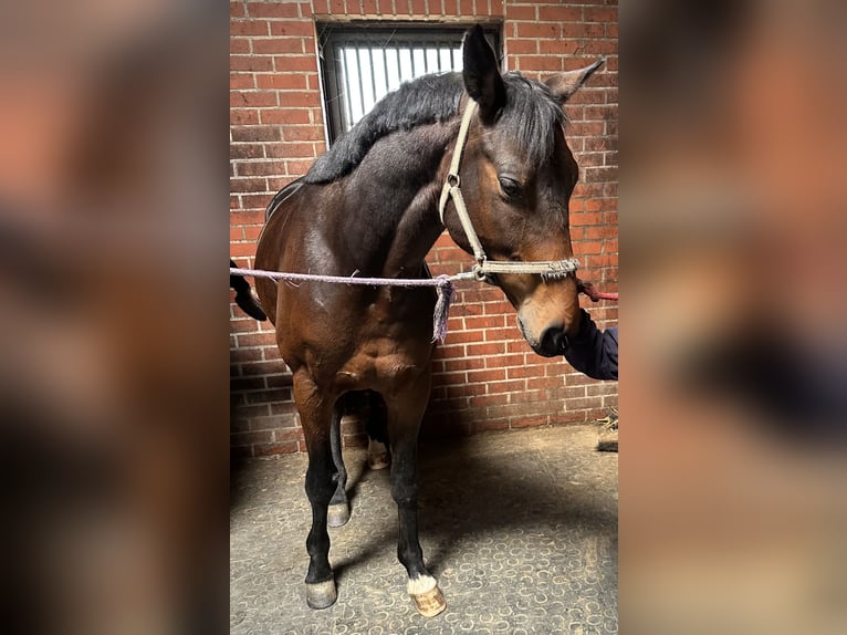 Trakehner Wallach 7 Jahre 165 cm Dunkelbrauner in L&#xF6;hnberger H&#xFC;tte