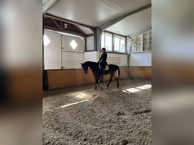 Trakehner Wallach 7 Jahre 165 cm Dunkelbrauner in L&#xF6;hnberger H&#xFC;tte