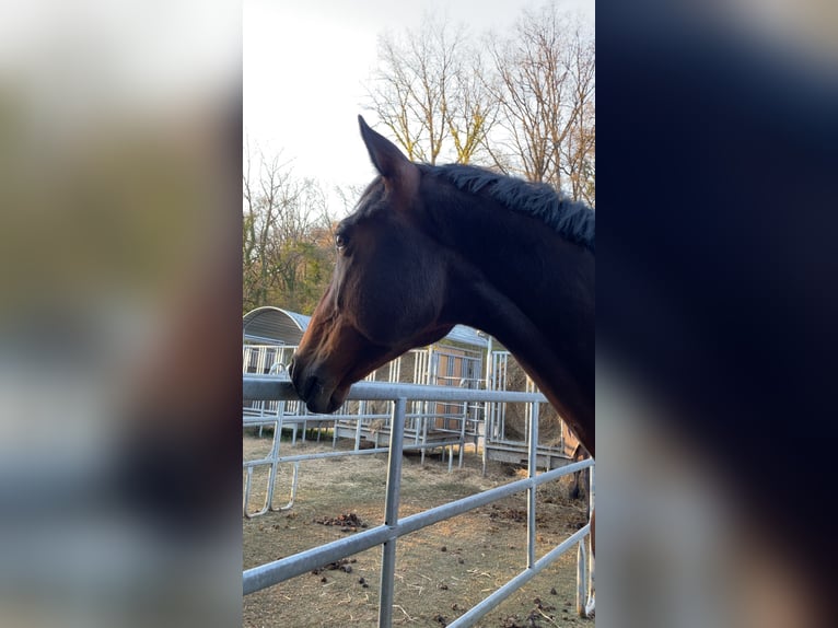 Trakehner Wallach 7 Jahre 165 cm Dunkelbrauner in L&#xF6;hnberger H&#xFC;tte