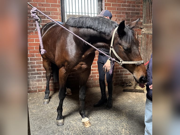 Trakehner Wallach 7 Jahre 165 cm Dunkelbrauner in L&#xF6;hnberger H&#xFC;tte