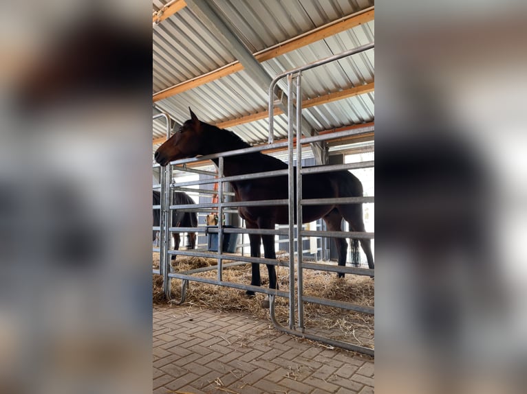 Trakehner Wallach 7 Jahre 165 cm Dunkelbrauner in L&#xF6;hnberger H&#xFC;tte