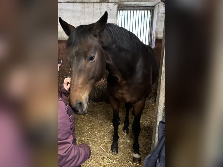 Trakehner Wallach 7 Jahre 165 cm Dunkelbrauner in L&#xF6;hnberger H&#xFC;tte