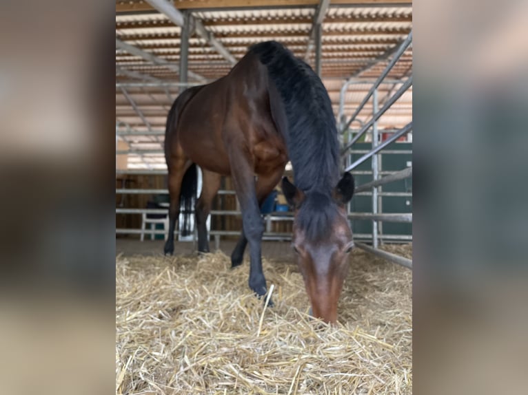 Trakehner Wallach 7 Jahre 165 cm Dunkelbrauner in L&#xF6;hnberger H&#xFC;tte
