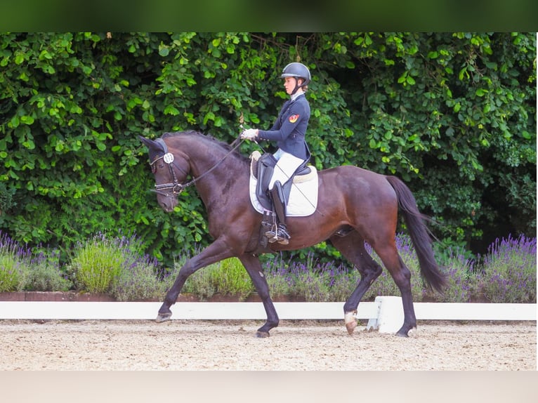 Trakehner Wallach 7 Jahre 165 cm Rappe in Haiger