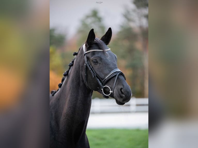 Trakehner Wallach 7 Jahre 166 cm Schwarzbrauner in Barłomino