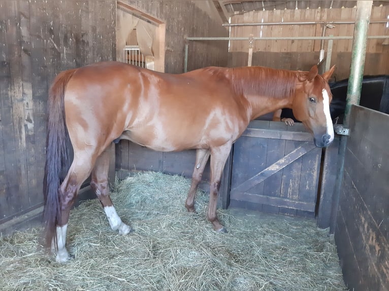 Trakehner Wallach 7 Jahre 167 cm Fuchs in Münsingen