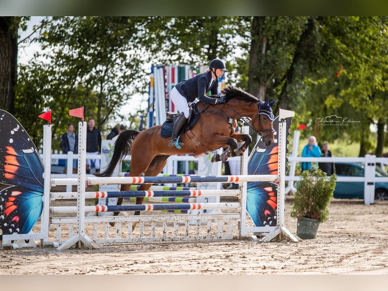Trakehner Wallach 7 Jahre 168 cm Brauner in Hofheim am Taunus