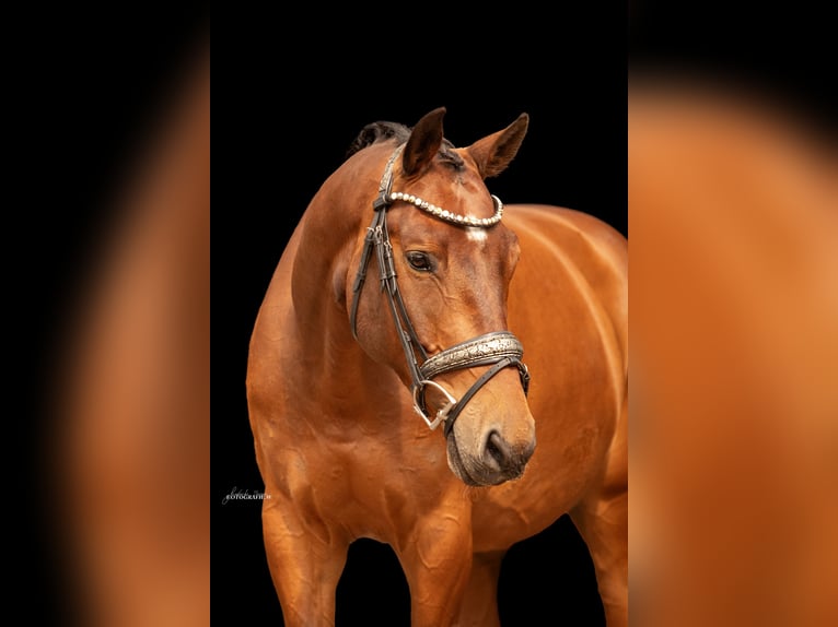 Trakehner Wallach 7 Jahre 168 cm Brauner in Ansbach