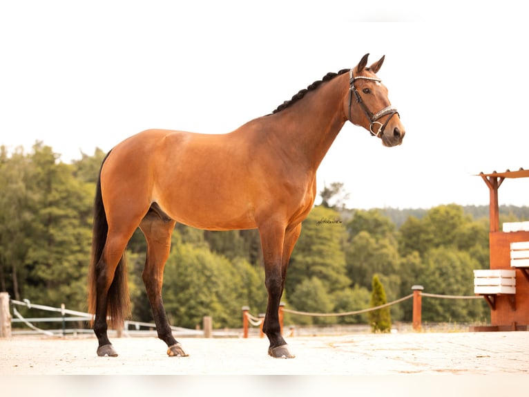 Trakehner Wallach 7 Jahre 168 cm Brauner in Ansbach