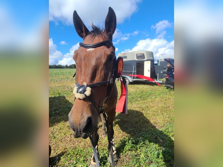 Trakehner Wallach 7 Jahre 168 cm Brauner in Ansbach